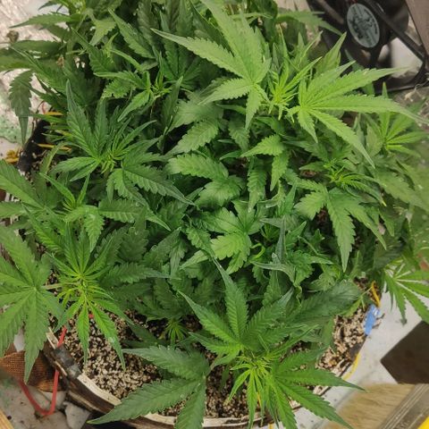 Auto Dutch Driver Feminised  growlog timeline photo