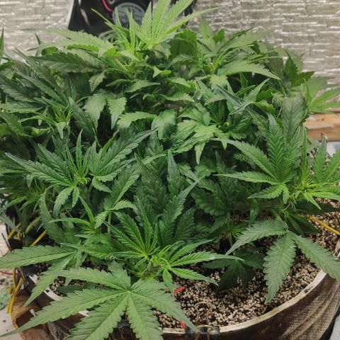 Auto Dutch Driver Feminised  growlog timeline photo