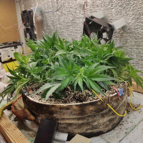 Auto Dutch Driver Feminised  growlog timeline photo