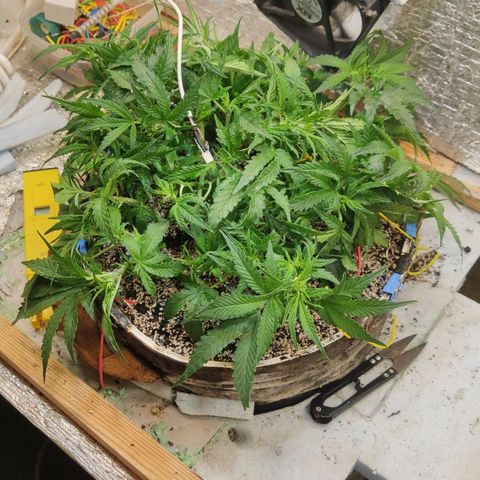 Auto Dutch Driver Feminised  growlog timeline photo