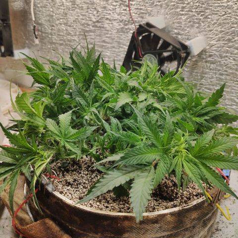 Auto Dutch Driver Feminised  growlog timeline photo