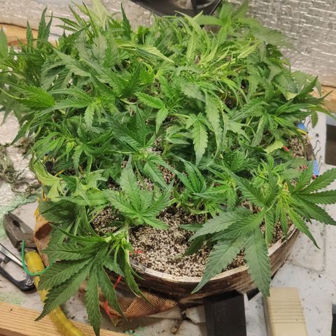 Auto Dutch Driver Feminised  growlog timeline photo