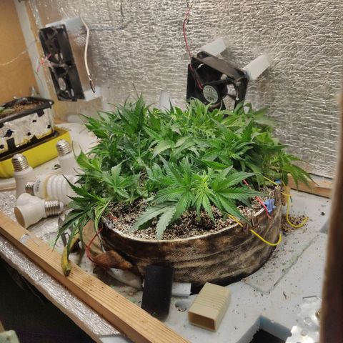 Auto Dutch Driver Feminised  growlog timeline photo