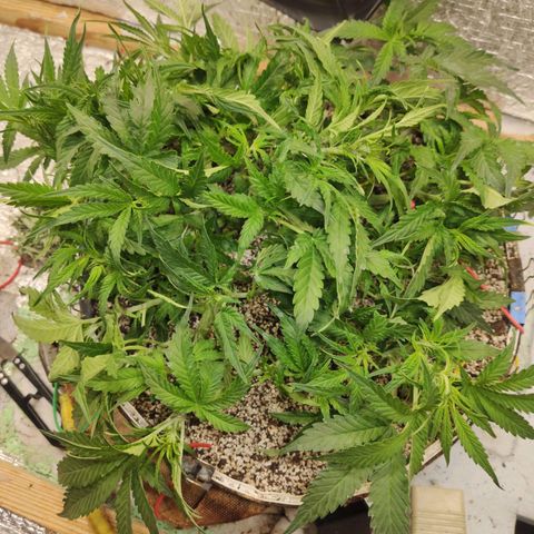 Auto Dutch Driver Feminised  growlog timeline photo