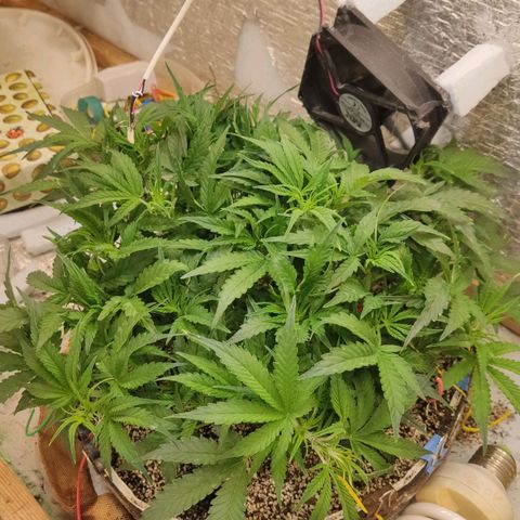 Auto Dutch Driver Feminised  growlog timeline photo