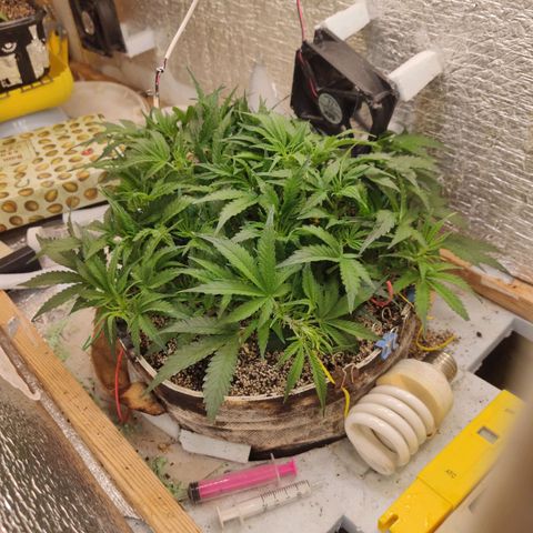 Auto Dutch Driver Feminised  growlog timeline photo