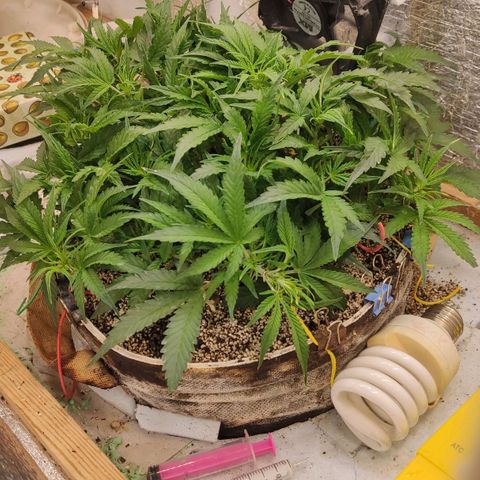 Auto Dutch Driver Feminised  growlog timeline photo