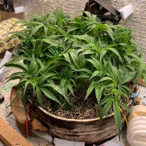 Auto Dutch Driver Feminised  growlog timeline photo