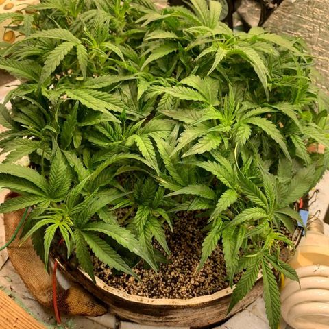 Auto Dutch Driver Feminised  growlog timeline photo