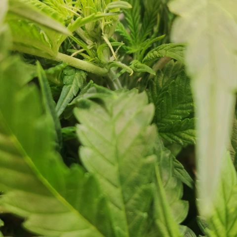 Auto Dutch Driver Feminised  growlog photo: Цвет