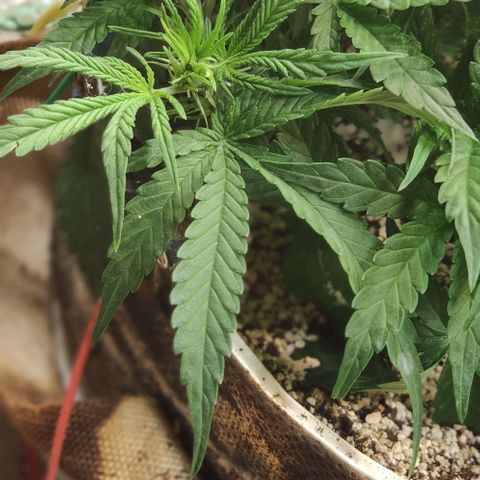 Auto Dutch Driver Feminised  growlog photo: Цвет