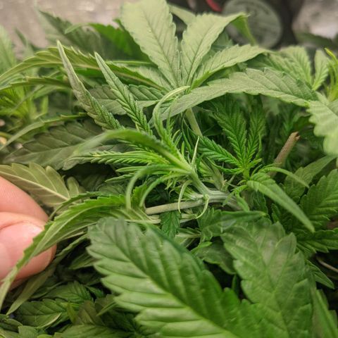 Auto Dutch Driver Feminised  growlog photo: Цвет