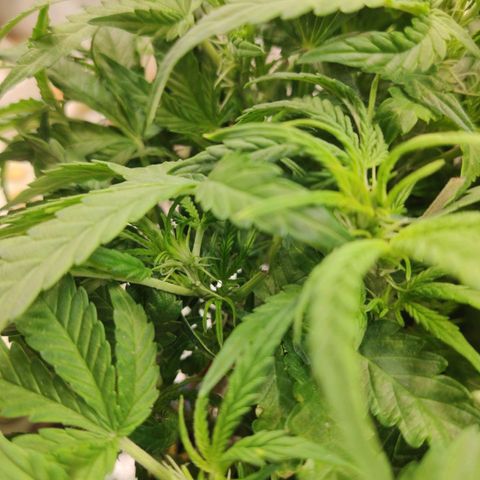 Auto Dutch Driver Feminised  growlog photo: Цвет