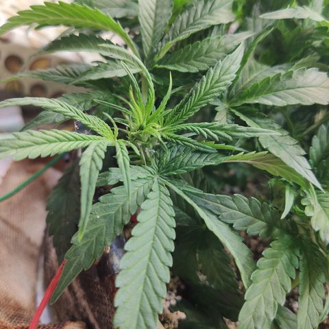 Auto Dutch Driver Feminised  growlog photo: Цвет