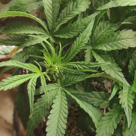 Auto Dutch Driver Feminised  growlog photo: Цвет