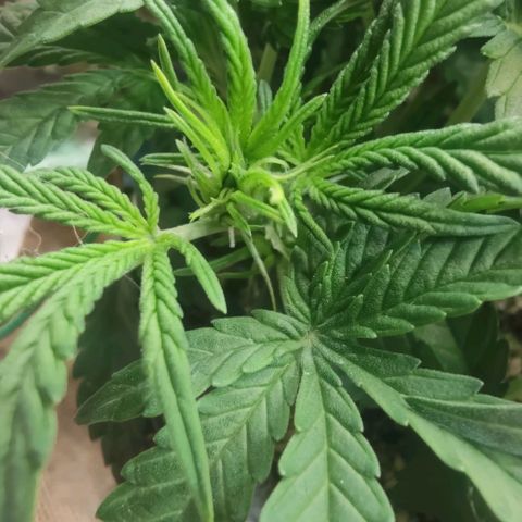 Auto Dutch Driver Feminised  growlog photo: Цвет