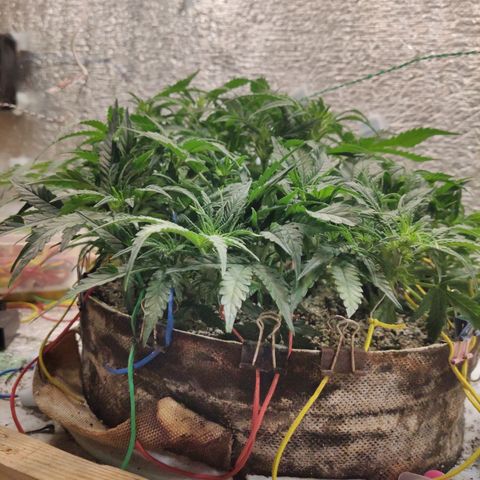 Auto Dutch Driver Feminised  growlog timeline photo