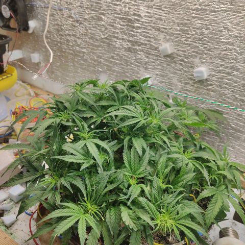 Auto Dutch Driver Feminised  growlog timeline photo