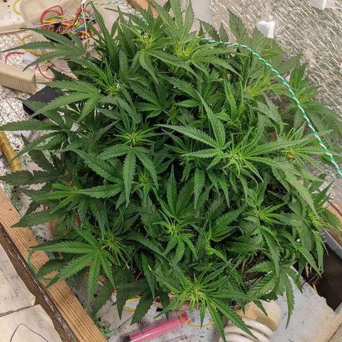 Auto Dutch Driver Feminised  growlog timeline photo