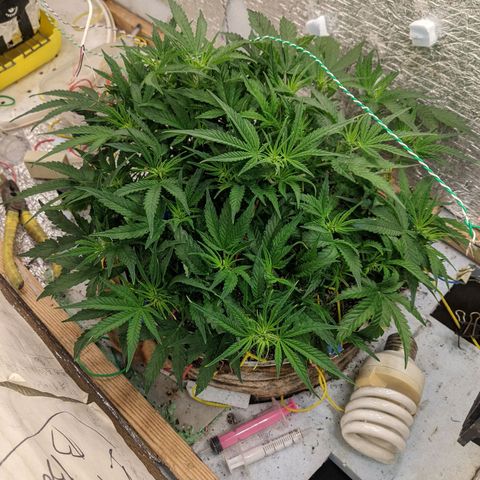 Auto Dutch Driver Feminised  growlog timeline photo