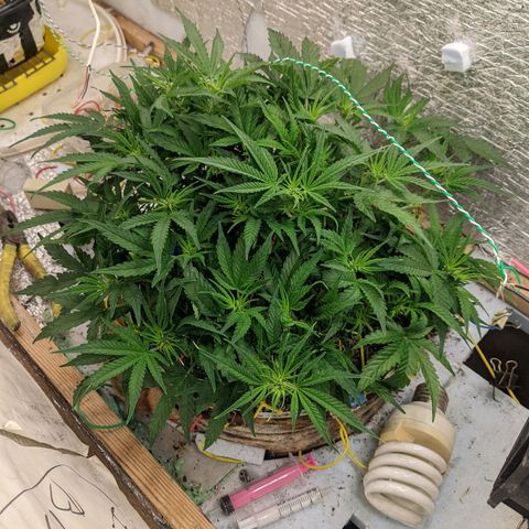 Auto Dutch Driver Feminised  growlog timeline photo
