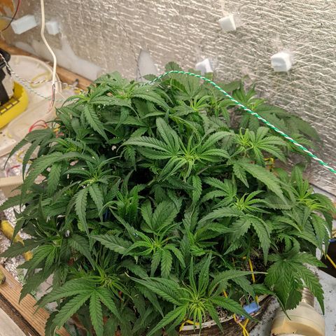 Auto Dutch Driver Feminised  growlog timeline photo