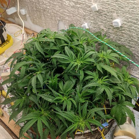 Auto Dutch Driver Feminised  growlog timeline photo