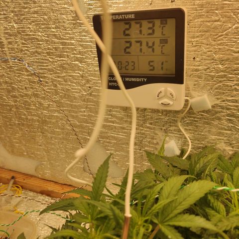 Auto Dutch Driver Feminised  growlog timeline photo