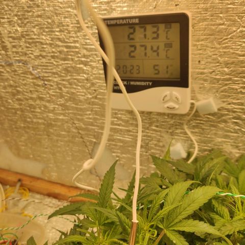 Auto Dutch Driver Feminised  growlog timeline photo
