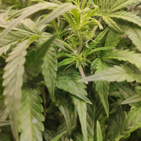 Auto Dutch Driver Feminised  growlog timeline photo