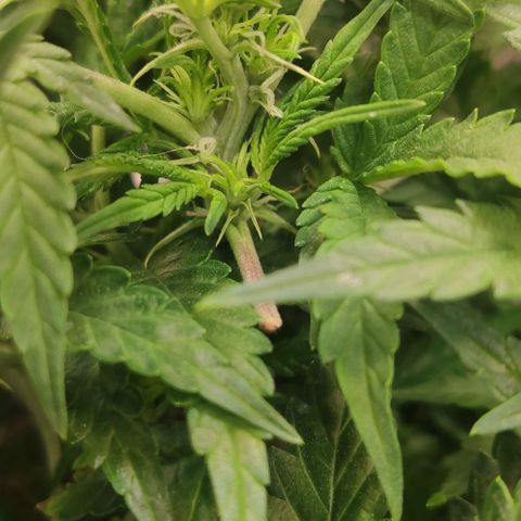 Auto Dutch Driver Feminised  growlog timeline photo