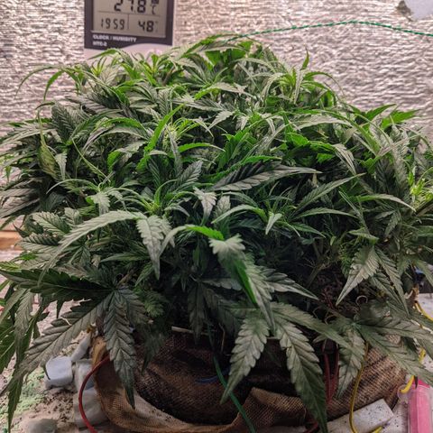 Auto Dutch Driver Feminised  growlog timeline photo