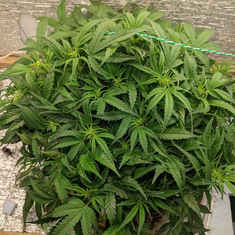 Auto Dutch Driver Feminised  growlog timeline photo