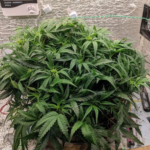 Auto Dutch Driver Feminised  growlog timeline photo