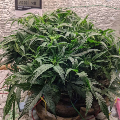 Auto Dutch Driver Feminised  growlog timeline photo