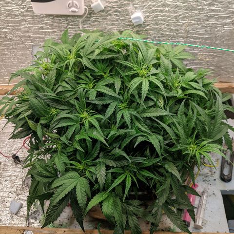 Auto Dutch Driver Feminised  growlog timeline photo