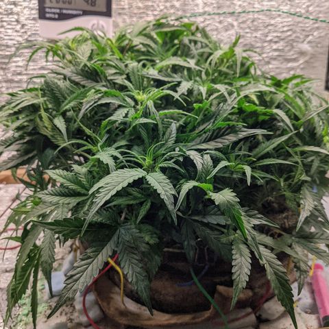 Auto Dutch Driver Feminised  growlog timeline photo