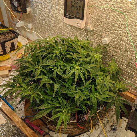 Auto Dutch Driver Feminised  growlog timeline photo