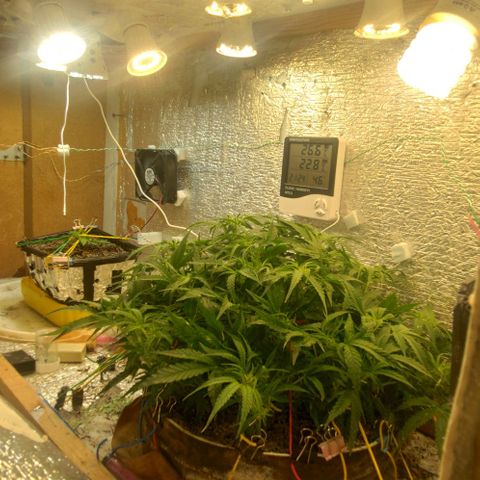 Auto Dutch Driver Feminised  growlog timeline photo