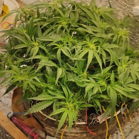 Auto Dutch Driver Feminised  growlog timeline photo