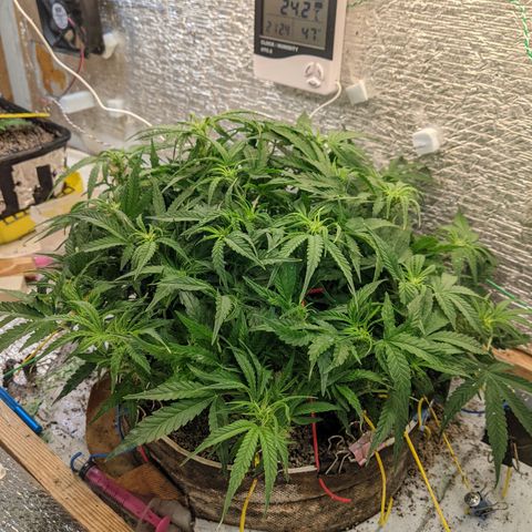 Auto Dutch Driver Feminised  growlog timeline photo