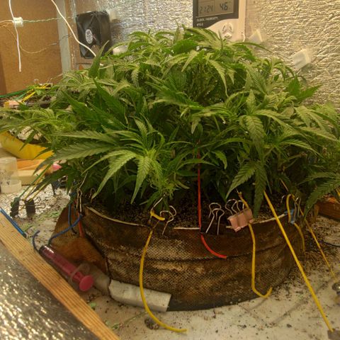 Auto Dutch Driver Feminised  growlog timeline photo