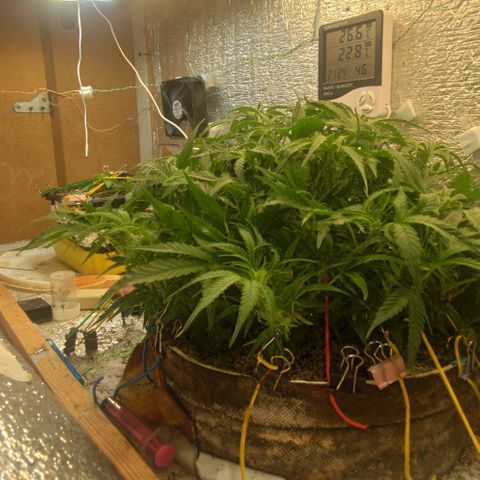 Auto Dutch Driver Feminised  growlog timeline photo
