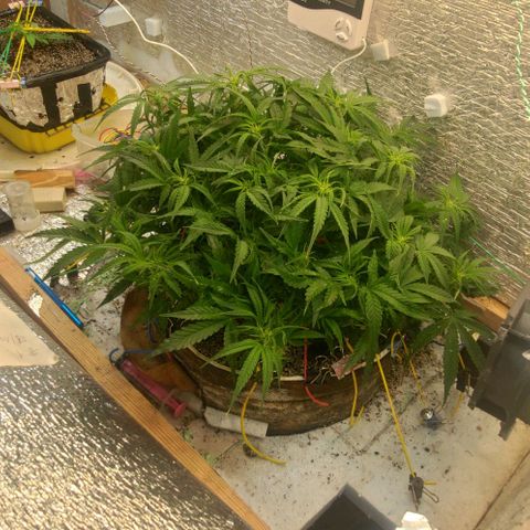 Auto Dutch Driver Feminised  growlog timeline photo