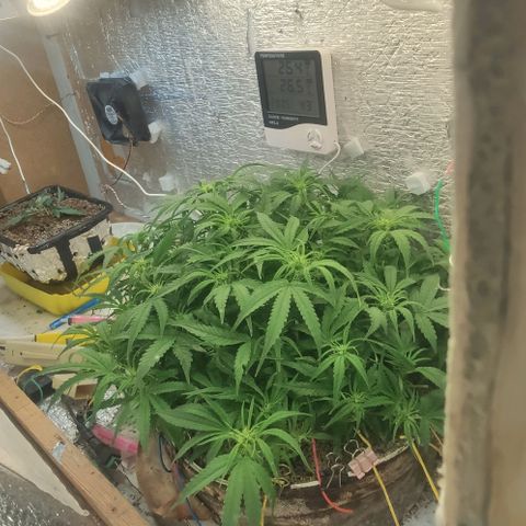 Auto Dutch Driver Feminised  growlog timeline photo