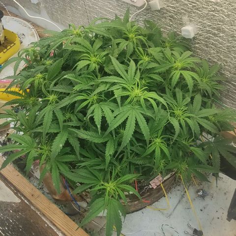 Auto Dutch Driver Feminised  growlog timeline photo