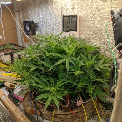 Auto Dutch Driver Feminised  growlog timeline photo