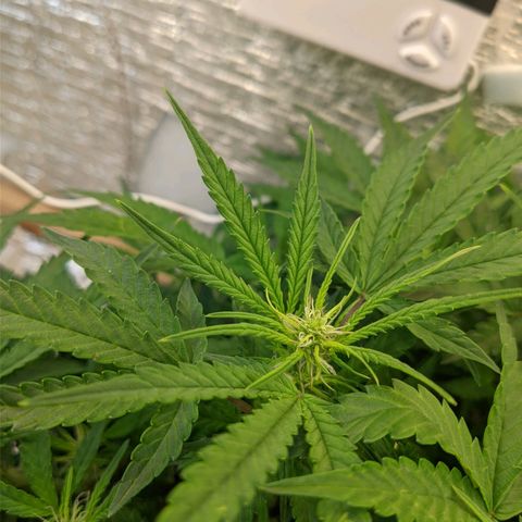 Auto Dutch Driver Feminised  growlog timeline photo