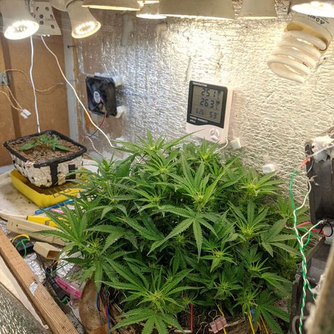 Auto Dutch Driver Feminised  growlog timeline photo