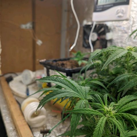 Auto Dutch Driver Feminised  growlog timeline photo